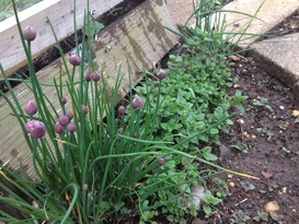 Chives ready to burst on the Raíces MicroFarm.